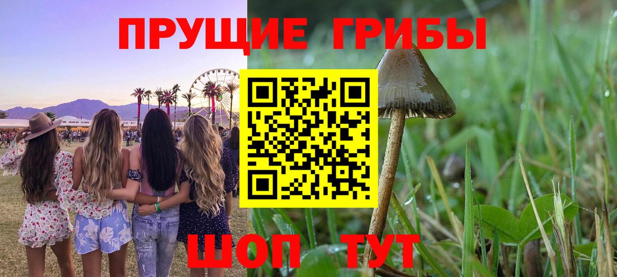 Псилоцибиновые грибы Psilocybe Советск
